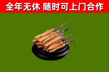 永春县回收散虫草