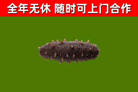 永春县回收海参干